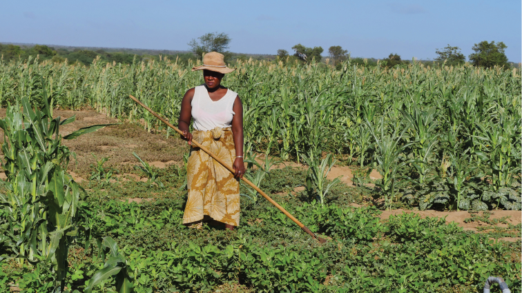 Farmer assesses her crops in Anjahamahavelo, Madagascar, as the country faces food shortages linked to drought in early 2024.