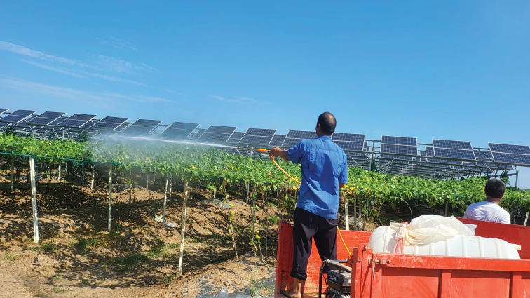 Villagers manage herbs grown in a solar photovoltaic area in Lianyungang, China, on September 10, 2024.