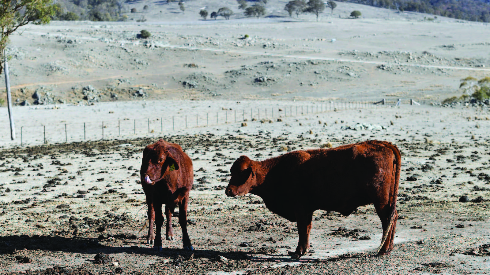 Cattle stand in a paddock on a drought-affected farm in Armidale, Australia