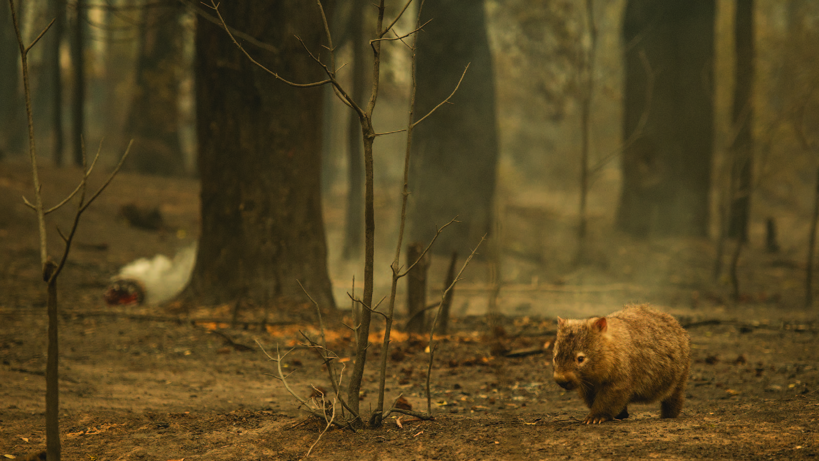 A wombat struggles to find food, water, and shelter after a bushfire swept through the bushland in Kangaroo Valle