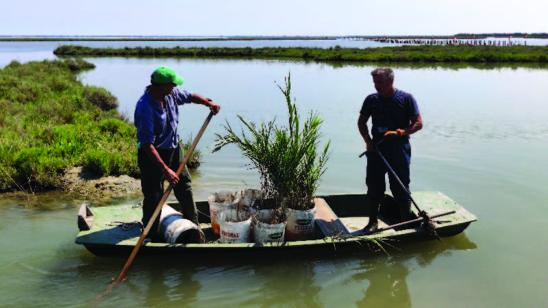 Carlo Marchesi, owner of a valliculture company, and his employee transplant reeds in the lagoon as part of a restoration project to improve the environment by increasing fresh water input, near Venice, Italy, on July 22, 2020.