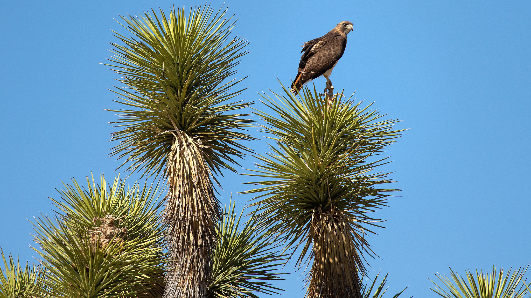 A red-tailed hawk perched on a Joshua tree in the Mojave Desert, California