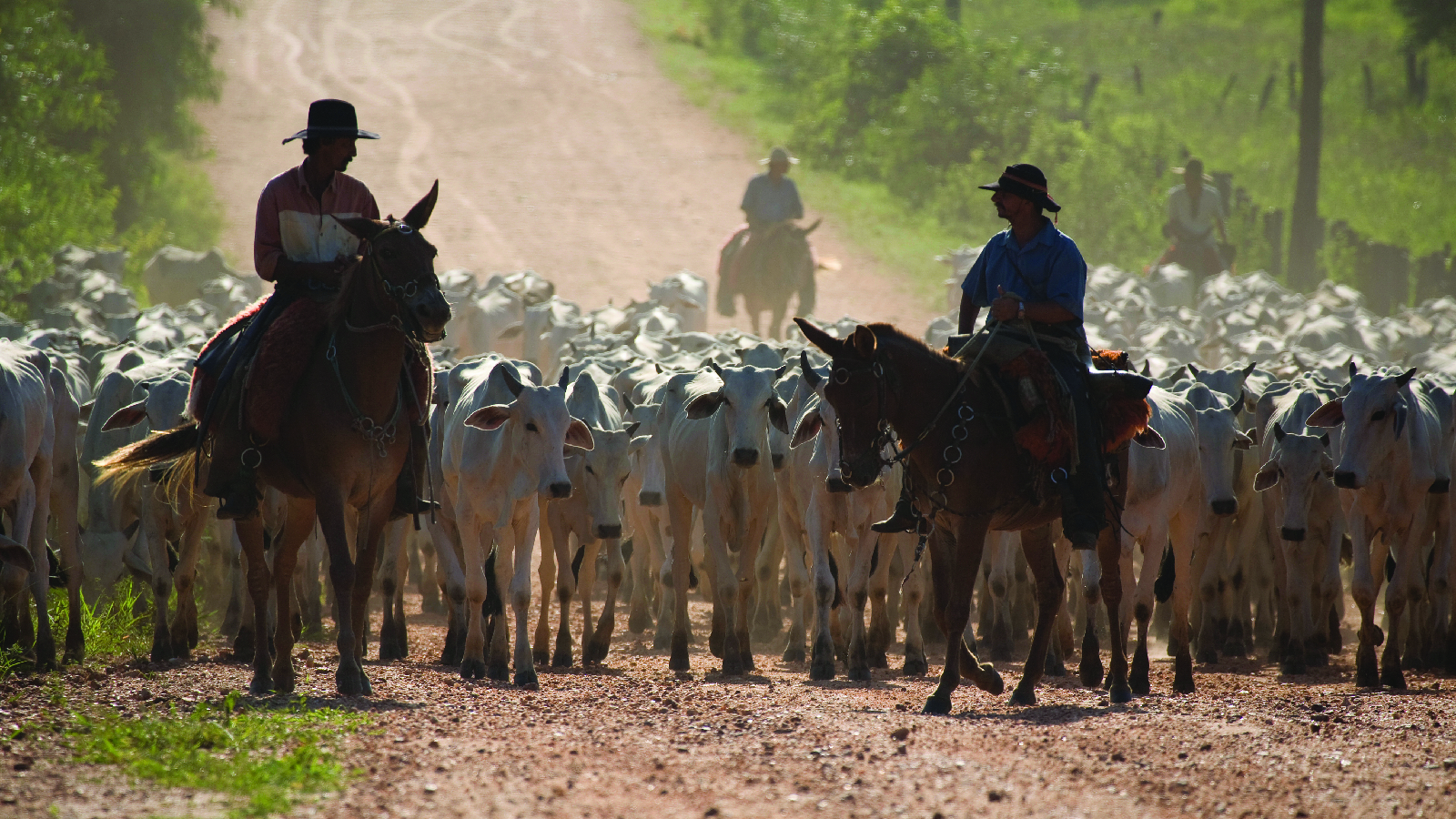 Cattle ranchers herd their cows in Miranda, Brazil 