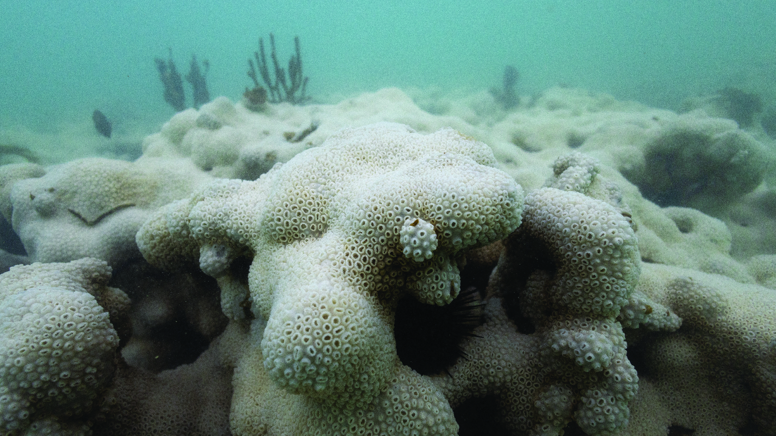 Bleached coral in a reef at the Costa dos Corais marine reserve in Brazil