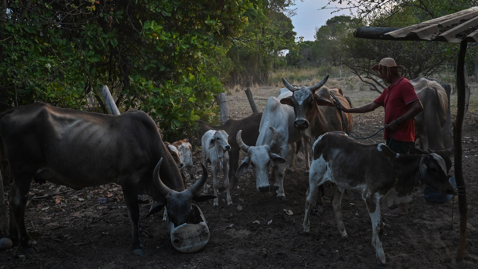 A Brazilian farmer tends to his cattle in Correntina, Brazil on September 26, 2023. 