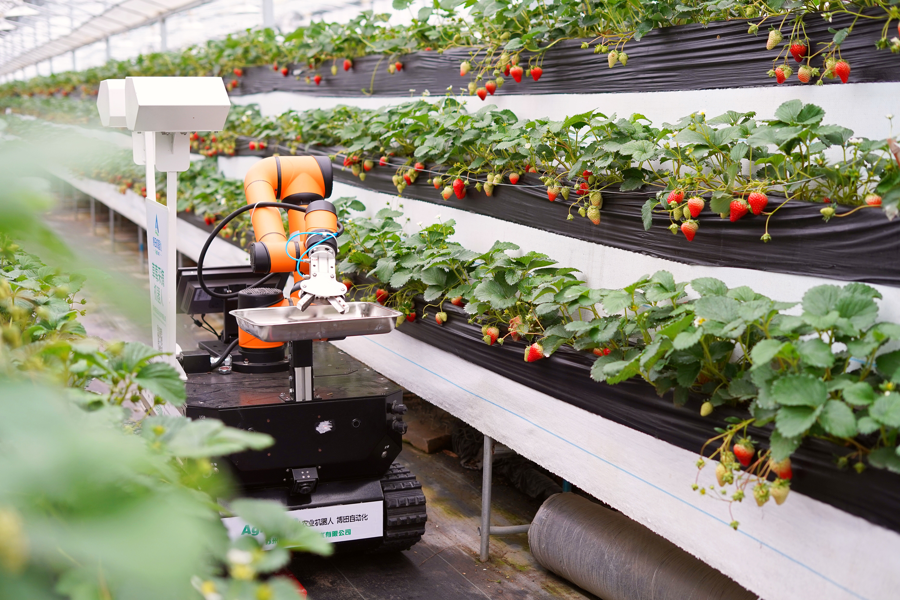 A robot picks strawberries in Hangzhou, Zhejiang, China, on December 26, 2019. Source: TPG/Getty Images.