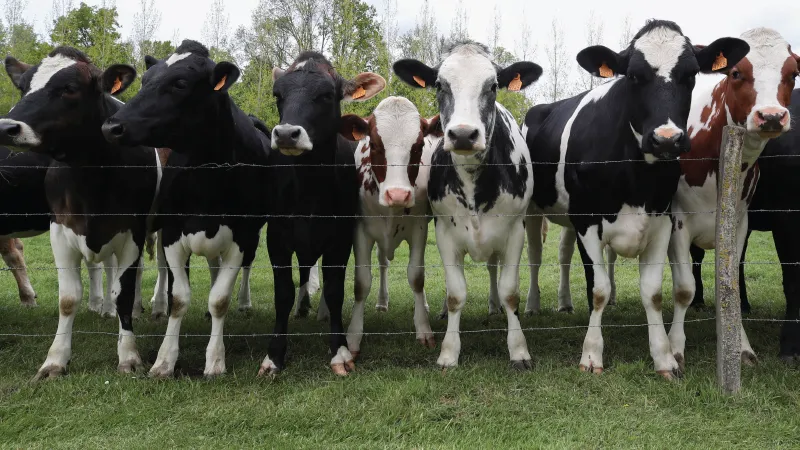 Cows standing in line at a fence