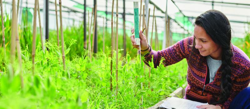 a scientist examines plants in a greenhouse