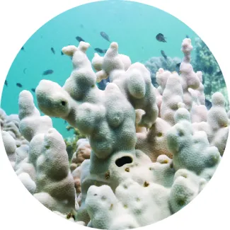 "Bleached corals off the coast of Koh Mak, Thailand on May 8, 2024
