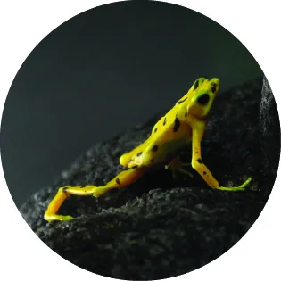 The Panamanian golden frog is critically endangered largely due to a climate change-accelerated fungal disease.